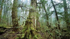 landscape forest Trees jungle mist moss