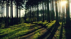 landscape grass Trees forest sunlight leaves nature road