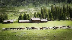 landscape horse House Trees Animals nature