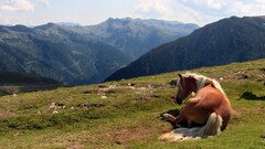 landscape horse Mountains Animals nature