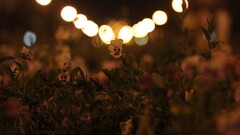 landscape macro Flowers blurred lights bokeh Plants