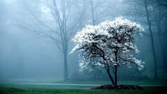 landscape mist Trees