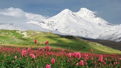 landscape Mountains Flowers field nature
