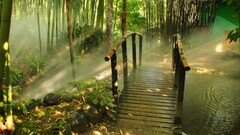 landscape nature bamboo forest