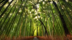 landscape nature bamboo forest Trees hdr Kyoto Japan walkway