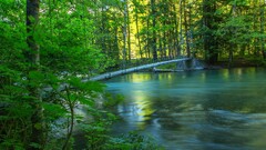 landscape nature Bridge Trees forest water