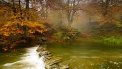 landscape nature fall leaves water Trees