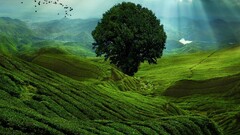 landscape nature field Birds Trees sun rays