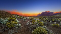 landscape nature Plants