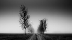 landscape nature road monochrome Trees