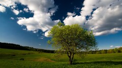 landscape nature sky Trees clouds