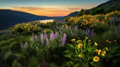 landscape nature Sunflowers Flowers outdoors colorful Plants