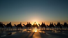 landscape nature sunset Camels desert sunlight beach