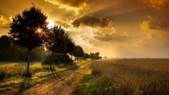 landscape nature sunset field wheat path dirt road Trees shadow
