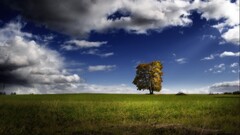 landscape nature Trees grass clouds sky windows xp
