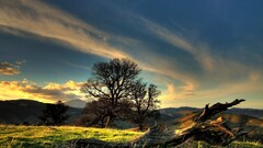 landscape nature Trees