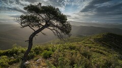 landscape nature Trees