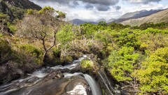 landscape nature Trees water Green Plants river