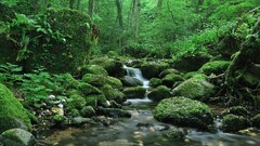 landscape nature water forest moss