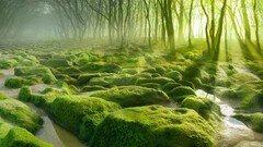 landscape nature water Trees forest moss mist stones sun rays