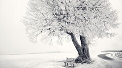 landscape nature winter bench snow ice cold Trees white