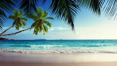 landscape palm trees Sea tropical beach
