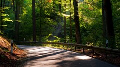 landscape road Trees