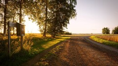 landscape road Trees sunlight