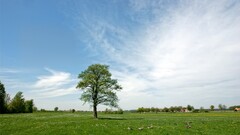 landscape sky Trees clouds