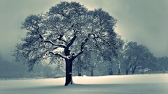 landscape snow Trees nature winter