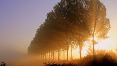 landscape sunlight Trees nature