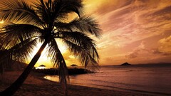 landscape sunset beach palm trees nature sunlight