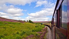 landscape train nature Flowers vehicle