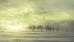 landscape Trees clouds sky nature