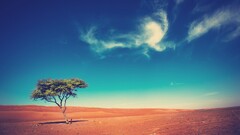 landscape Trees desert sky nature filter