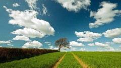 landscape Trees field clouds sky