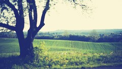 landscape Trees field
