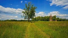 landscape Trees field