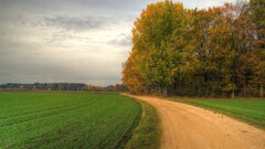 landscape Trees field road