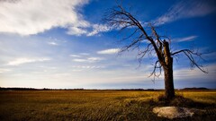 landscape Trees field sky