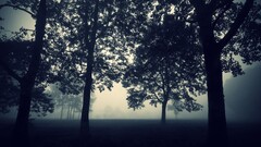 landscape Trees mist