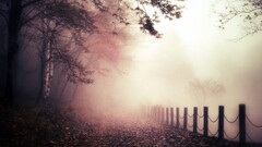 landscape Trees mist