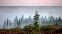 landscape Trees nature