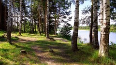 landscape Trees nature