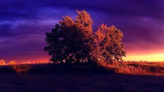landscape Trees nature sky
