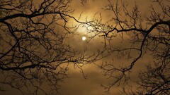 landscape Trees nature sun branch