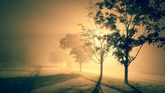 landscape Trees road sunlight