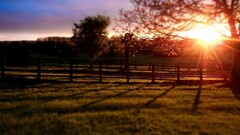 landscape Trees sunlight