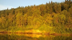 landscape Trees water nature