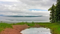landscape Trees water